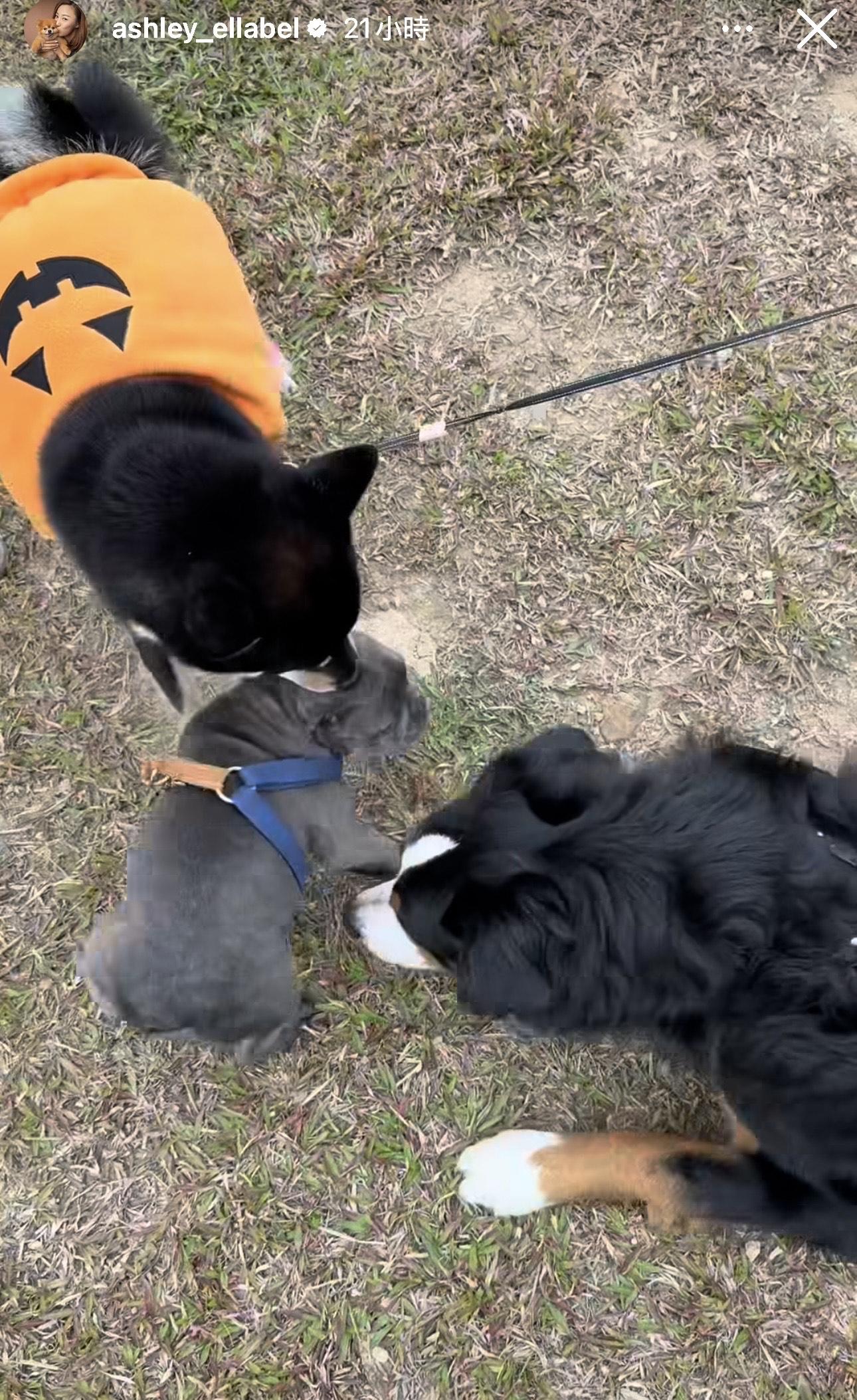 最後,朱智賢唯有自己帶愛犬落街散步。