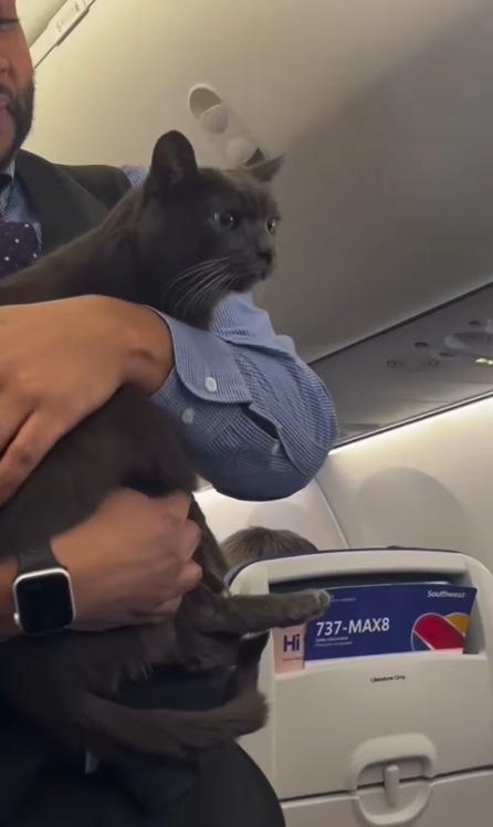 一名空服員將貓咪抱起,讓牠一起參加起飛前的安全示範。