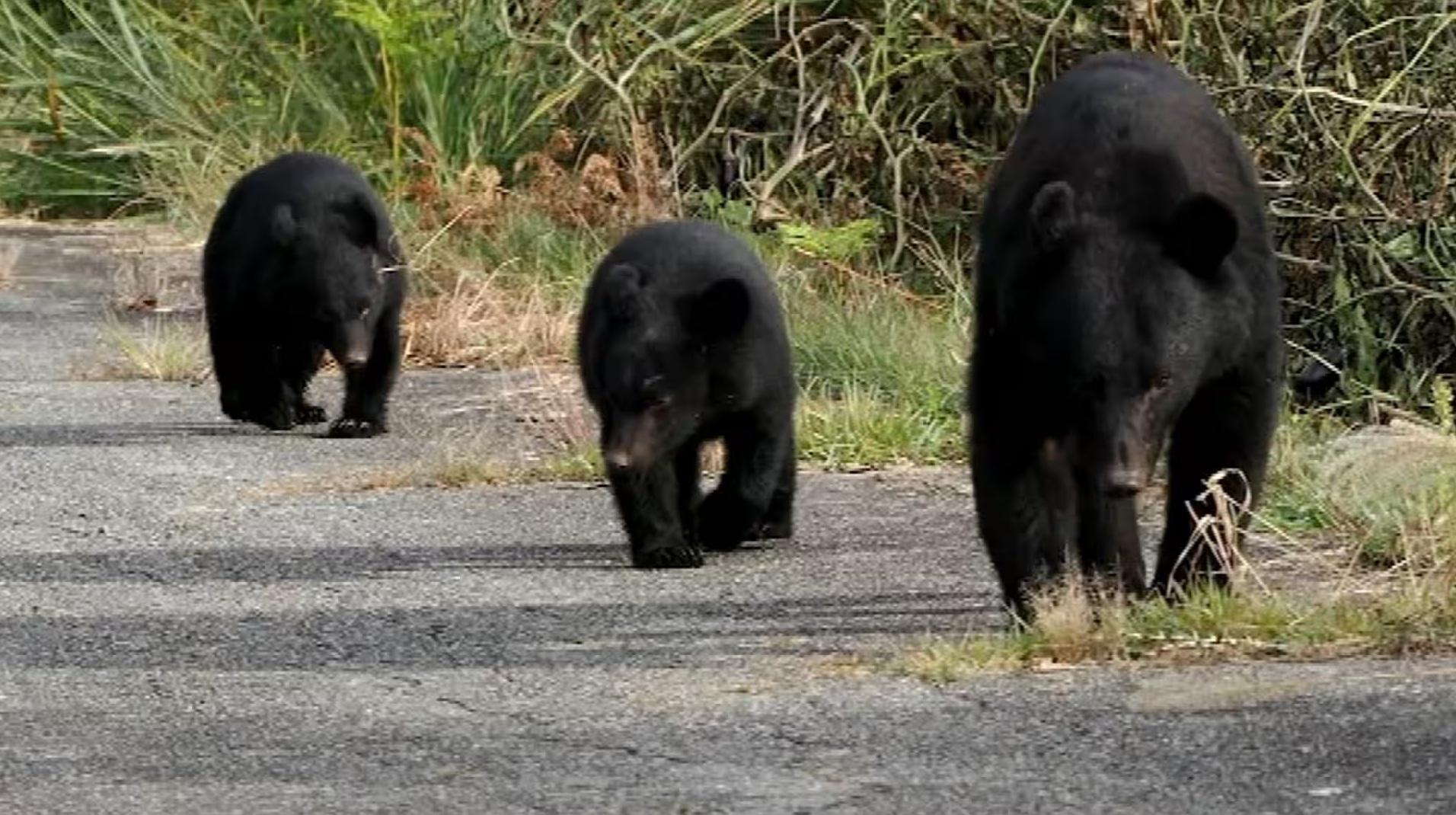 民眾在秋田縣拍到的野熊一家。(互聯網)