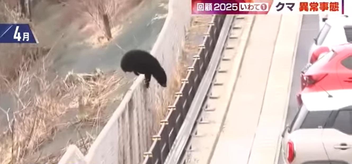 岩手縣盛岡市民眾今年4月拍到一隻野熊闖入市區。(互聯網)