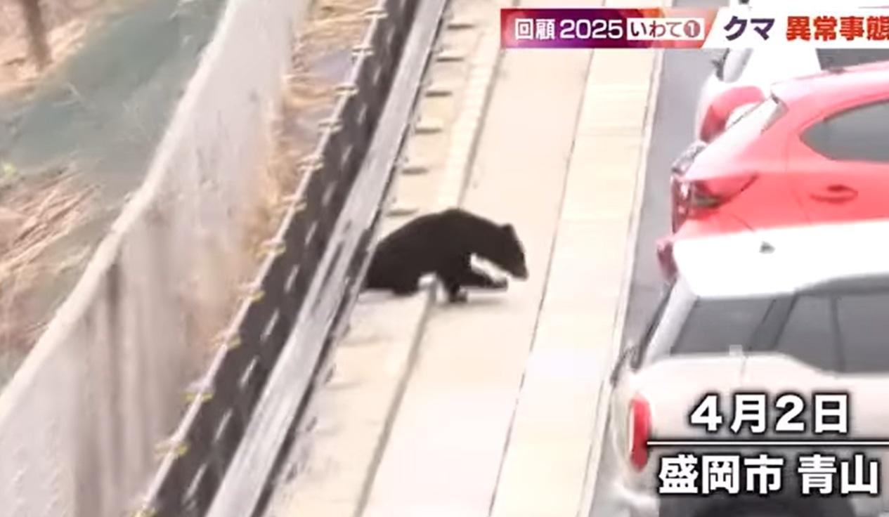 岩手縣盛岡市民眾今年4月拍到一隻野熊闖入市區。(互聯網)
