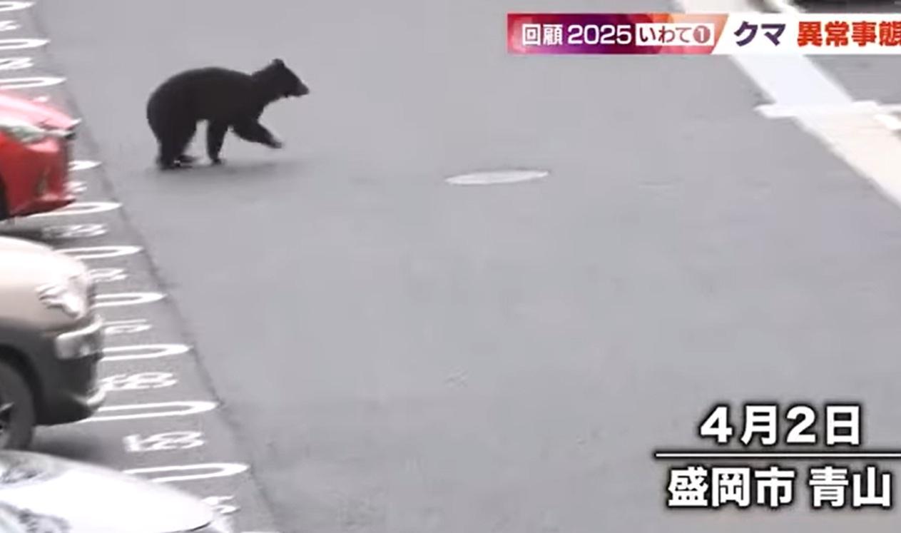 岩手縣盛岡市民眾今年4月拍到一隻野熊闖入市區。(互聯網)