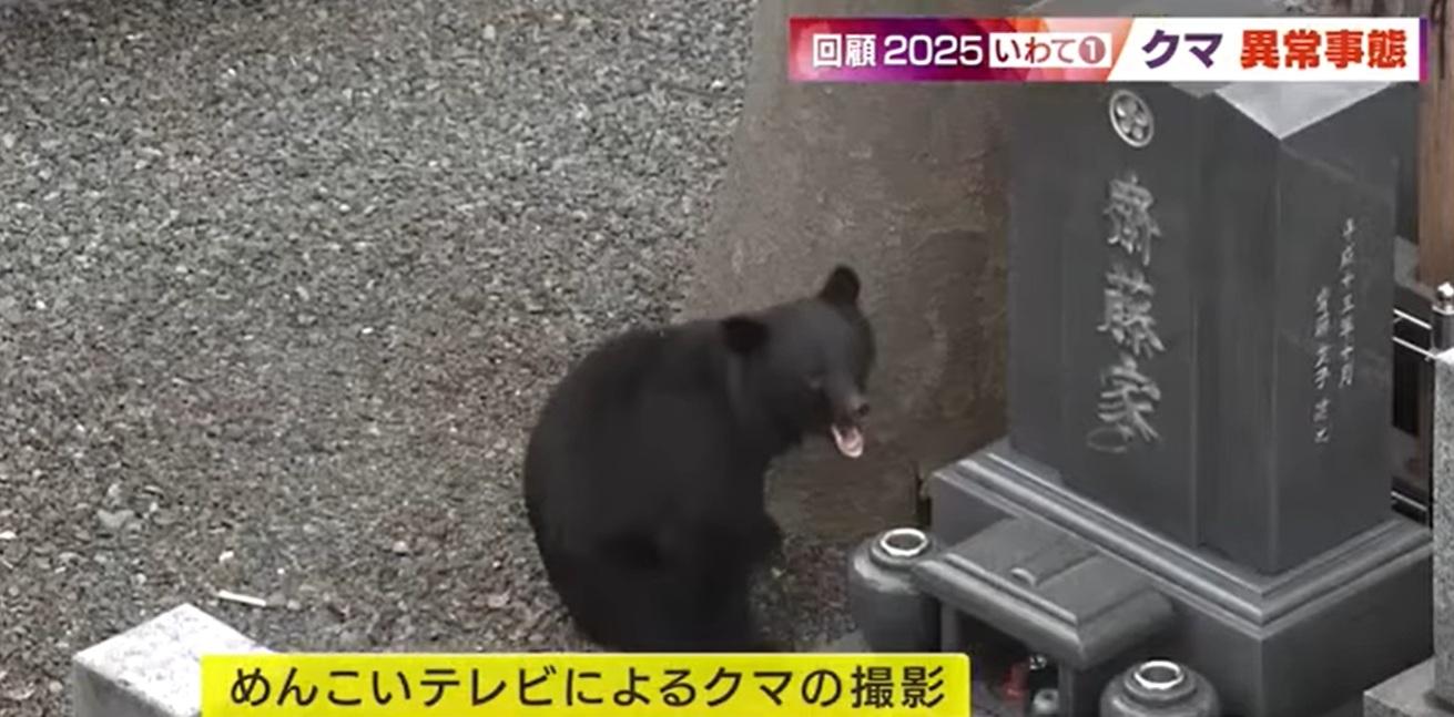 岩手縣住宅區發現熊出沒。(互聯網)