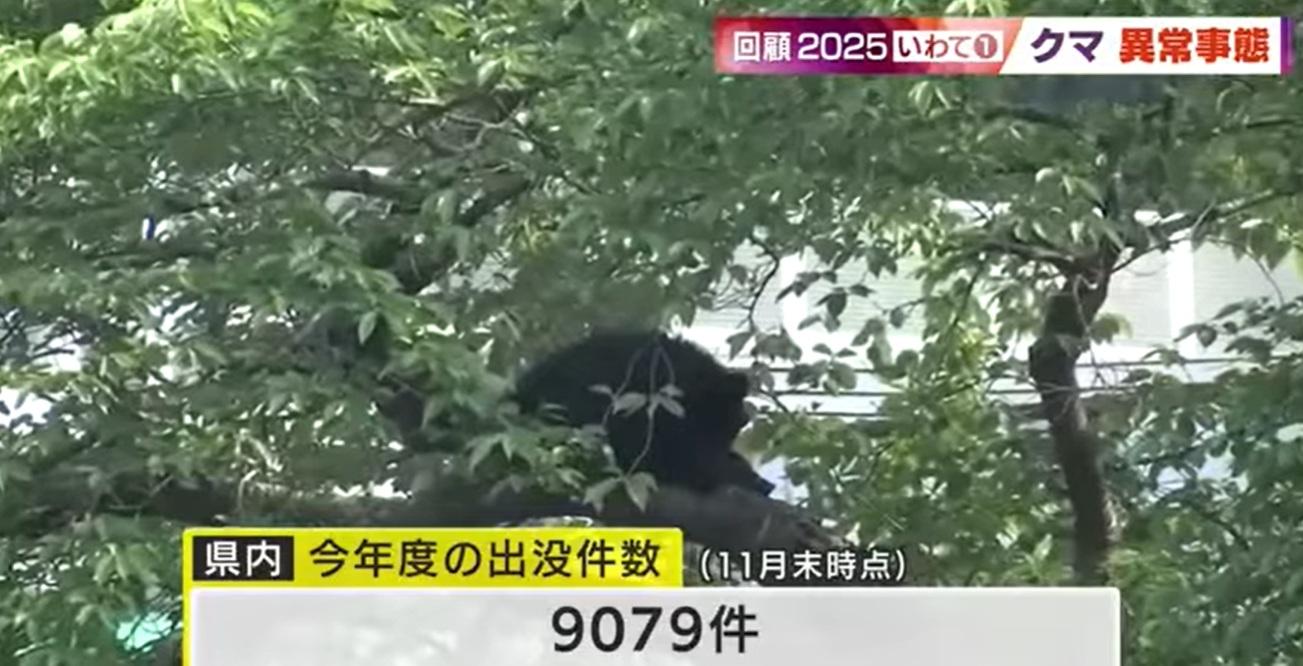 岩手縣今年熊出沒累計9,079宗通報。(互聯網)