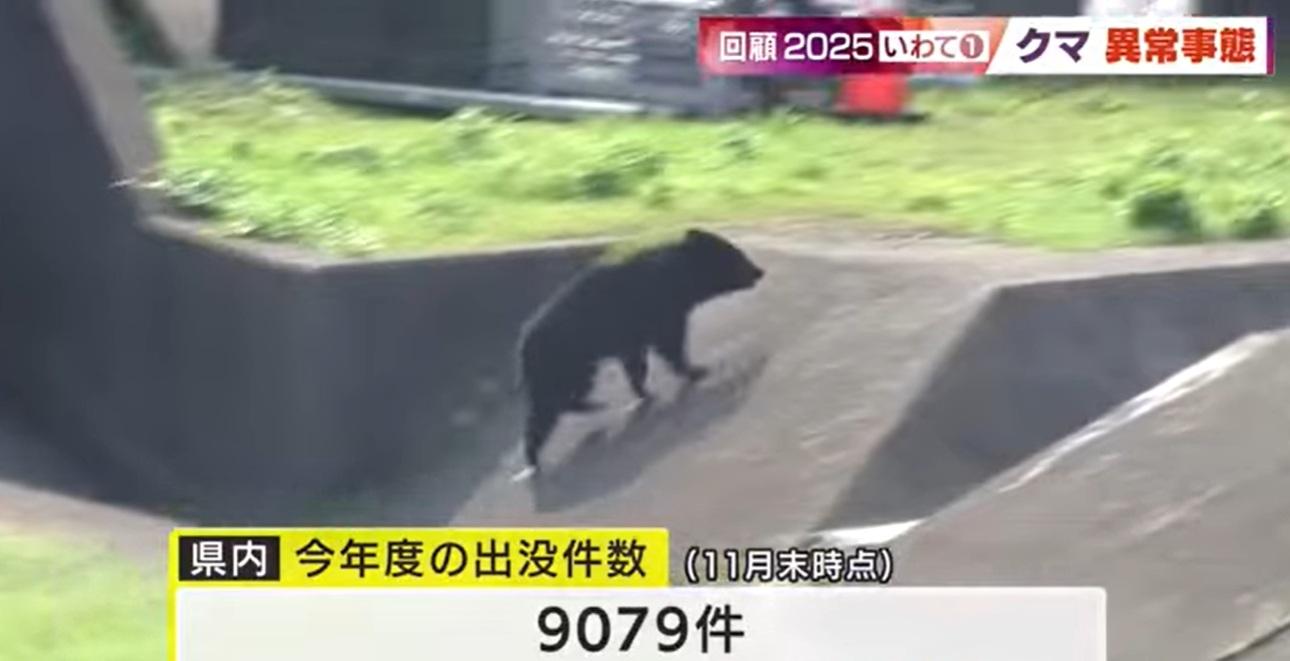 岩手縣今年熊出沒累計9,079宗通報。(互聯網)