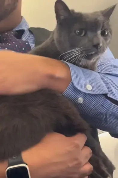 感恩節假期 班西南航空客機上,一隻由籠中逃走的貓貓為乘客帶來歡樂。