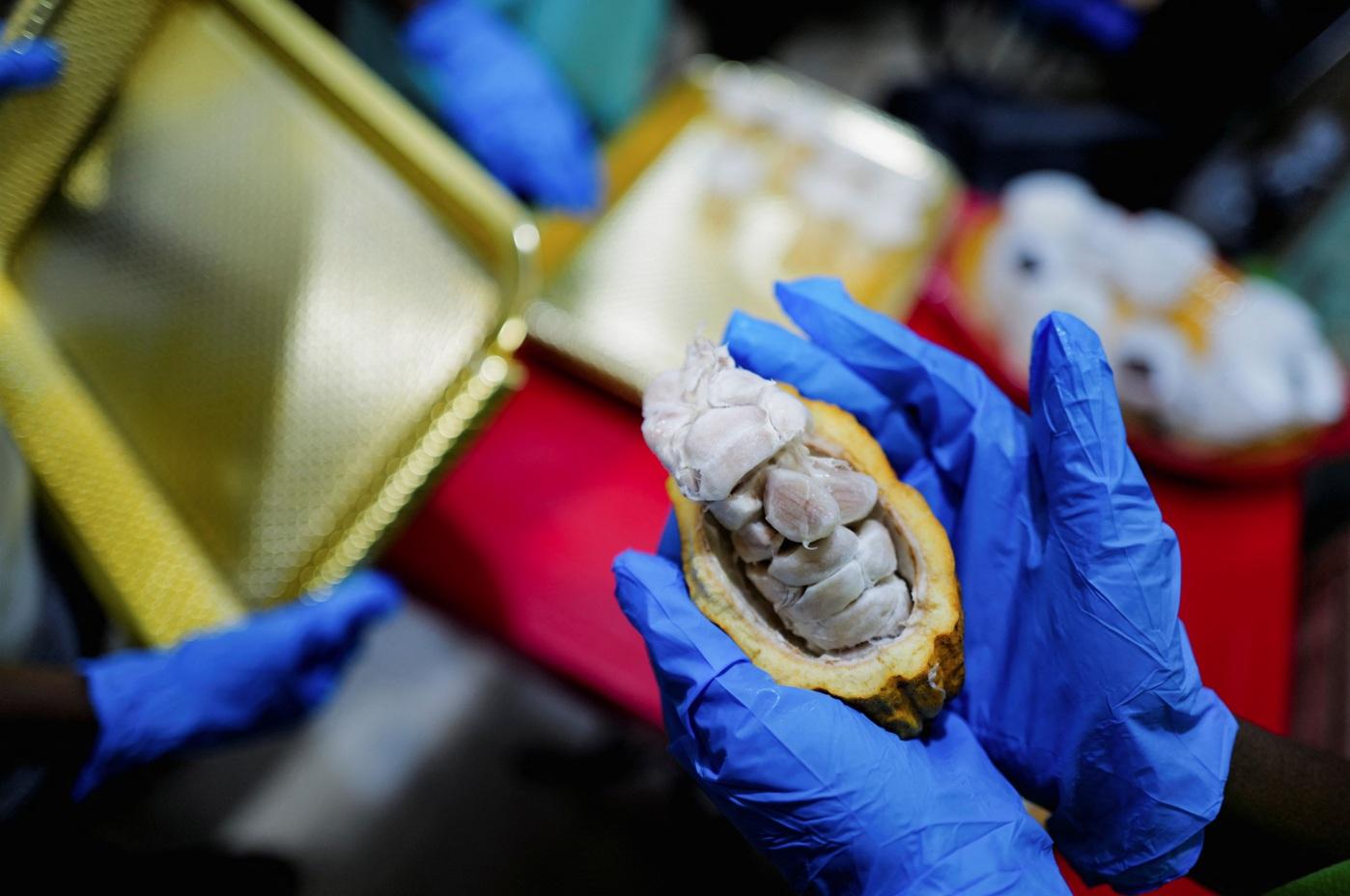 在果殼裡的可可豆。(資料圖片)