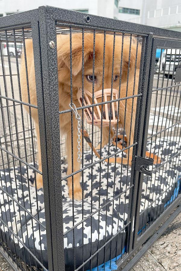 Rio在探訪前完成所需疫苗注射並徹底清潔(醫管局圖片)