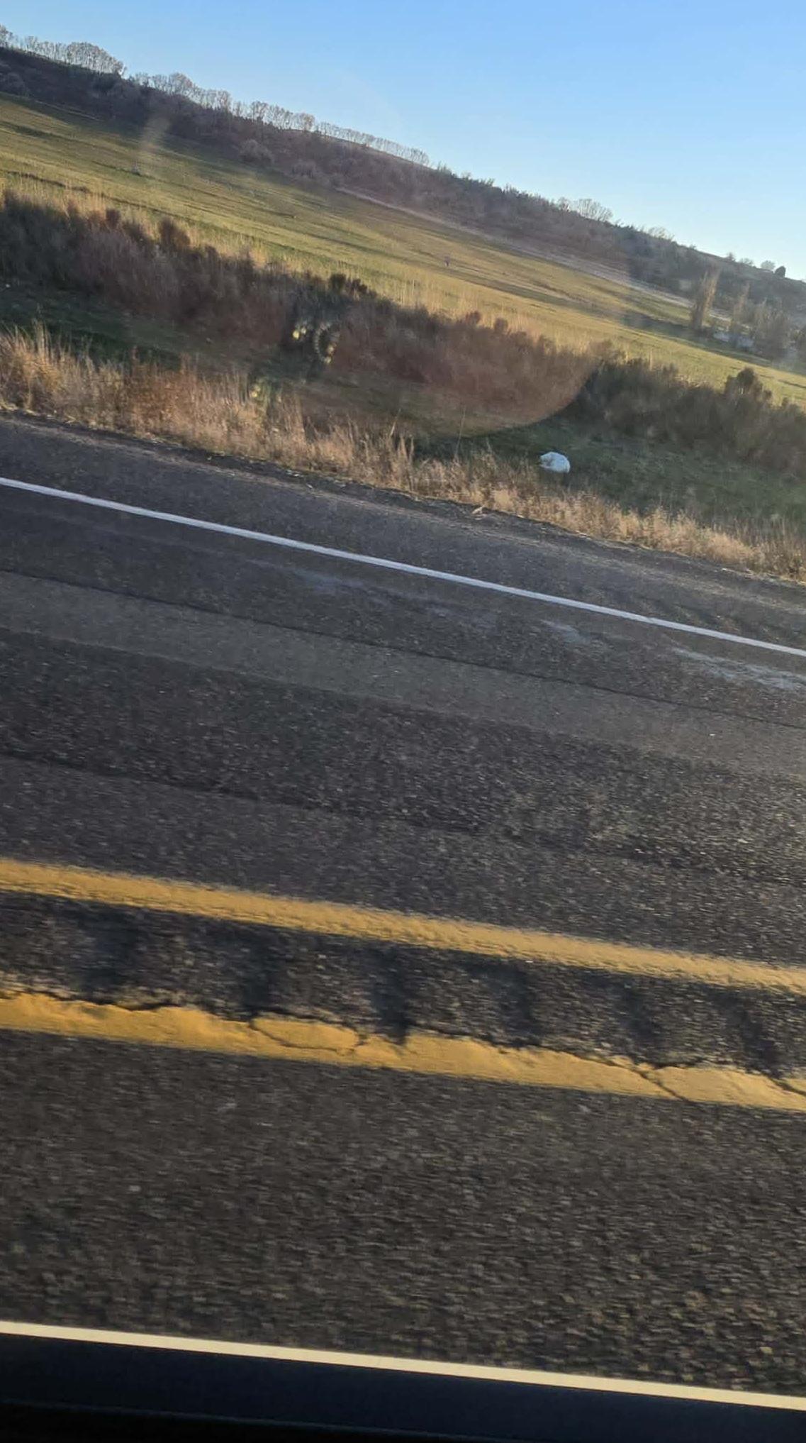 從車上看,狗狗似是一個丟棄路邊的垃圾膠袋。(互聯網)