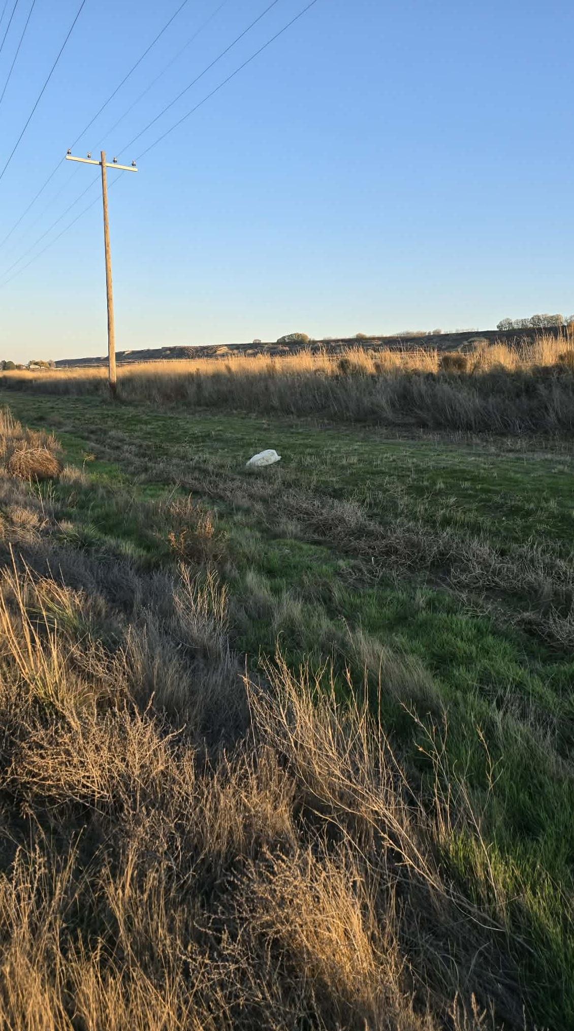 從遠處看,狗狗似是一個丟棄路邊的垃圾膠袋。(互聯網)
