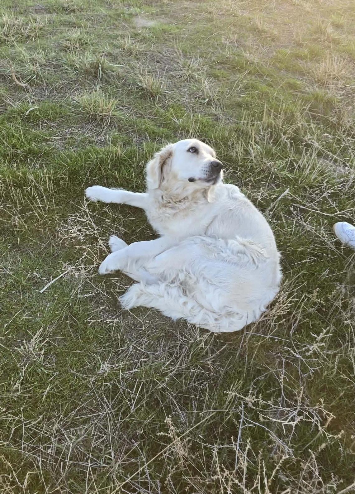 狗狗看著義工,沒有抗拒救援。(互聯網)