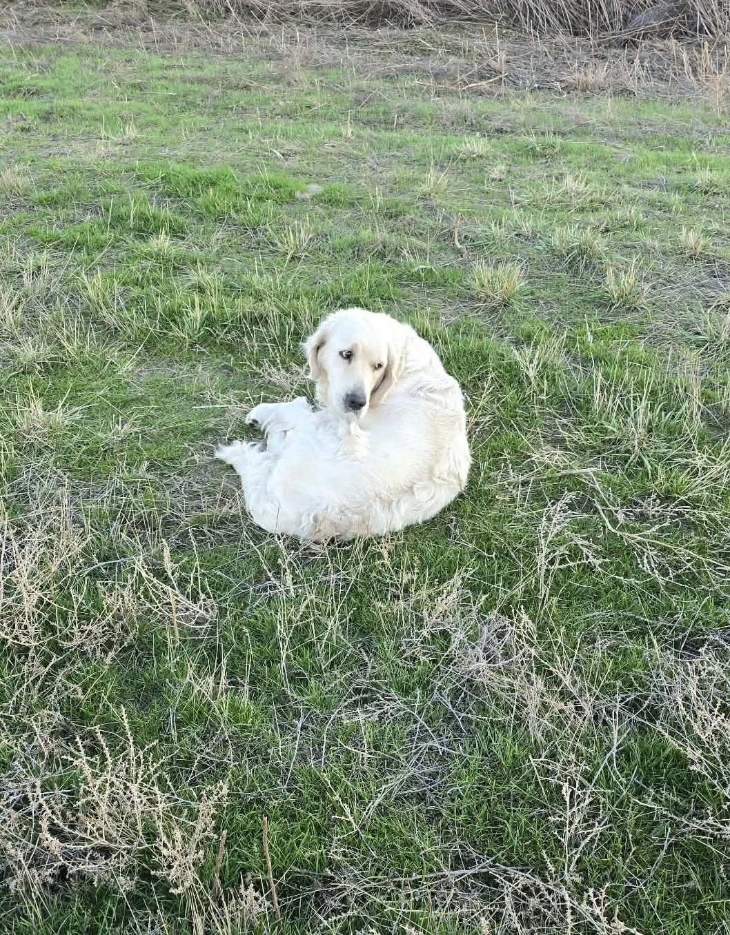 狗狗身體蜷縮,不斷顫抖且無法郁動,看來感到疼痛及害怕,似是被車撞傷。(互聯網)