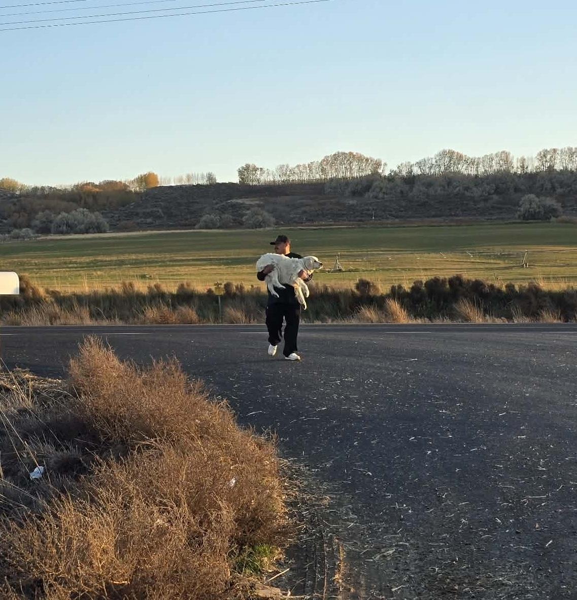 義工把狗狗抱回車上。(互聯網)