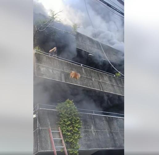 女子拋下狗狗讓人接住。(互聯網)