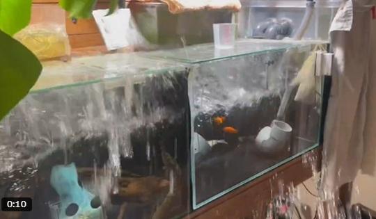 青森縣7.5級地震,有民眾家裡劇烈搖晃,魚缸水濺出。(互聯網)