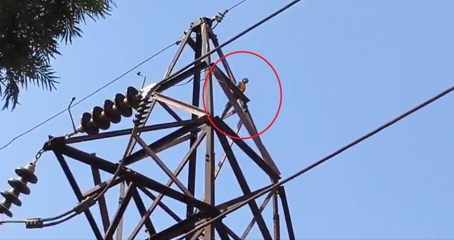 事發後,金剛鸚鵡仍停留在電塔頂部。(互聯網)