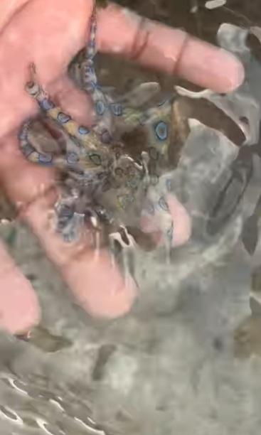 麥康奈爾把Q版小章魚拿在手中把玩。(互聯網)