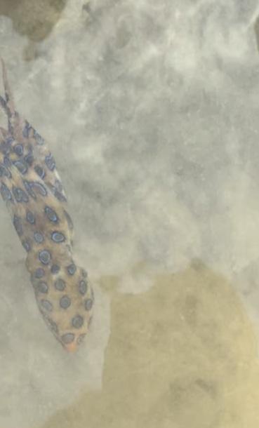 Q版小章魚游回海中。(互聯網)