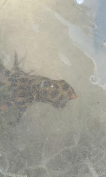 Q版小章魚游回海中。(互聯網)