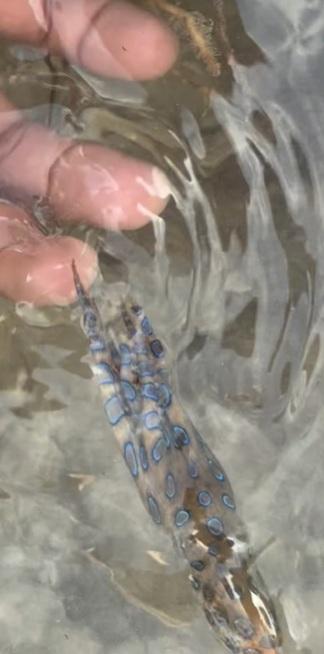 麥康奈爾把Q版小章魚拿在手中把玩,章魚逃走。(互聯網)