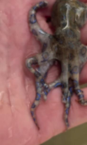 麥康奈爾把Q版小章魚拿在手中把玩。(互聯網)