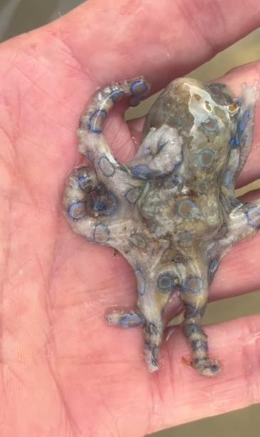 麥康奈爾把Q版小章魚拿在手中把玩。(互聯網)