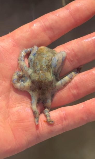 麥康奈爾把Q版小章魚拿在手中把玩。(互聯網)