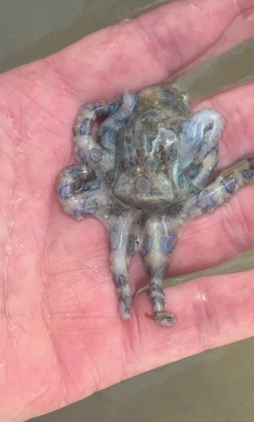 麥康奈爾把Q版小章魚拿在手中把玩。(互聯網)