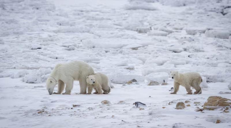 加拿大研究員3月時在西哈德遜發現北極熊媽媽帶著一隻小熊,至最近數周,看到牠照顧多一隻幼熊,似是收養了牠。(互聯網)