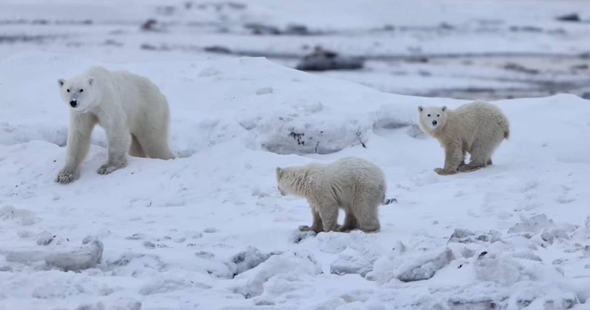 加拿大研究員3月時在西哈德遜發現北極熊媽媽帶著一隻小熊,至最近數周,看到牠照顧多一隻幼熊,似是收養了牠。(互聯網)