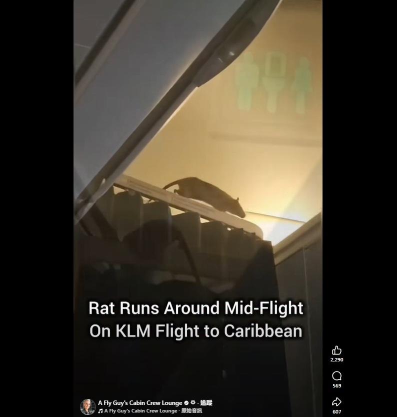 乘客拍到,老鼠在空服員工作區的布簾桿上走動。(互聯網)