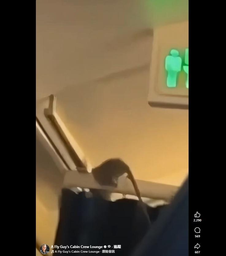 老鼠在空服員工作區的布簾桿上亂爬。(互聯網)