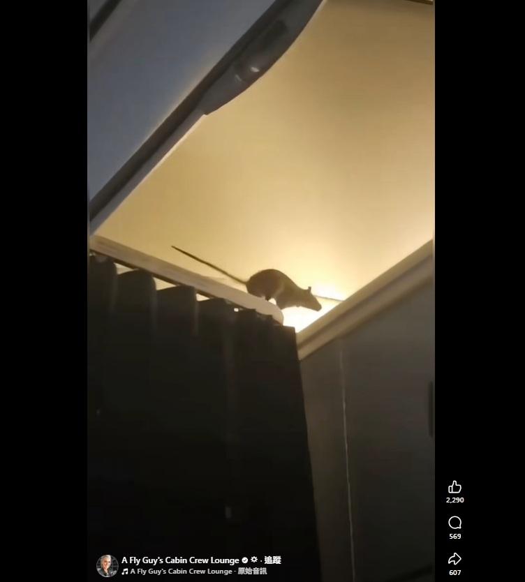 老鼠從布簾桿跳到儲物櫃。(互聯網)