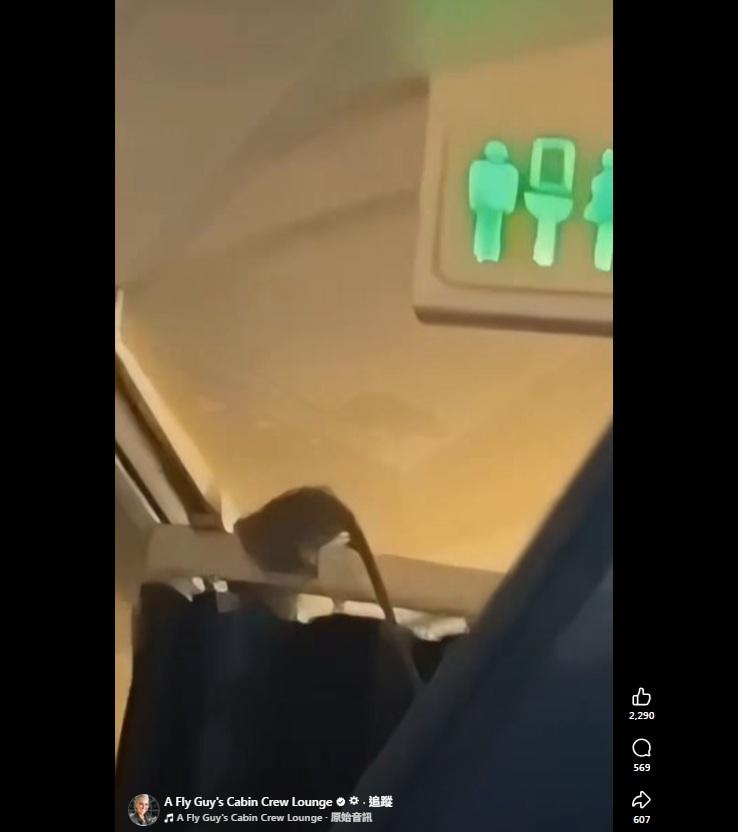 從影片可見,老鼠體形大。(互聯網)