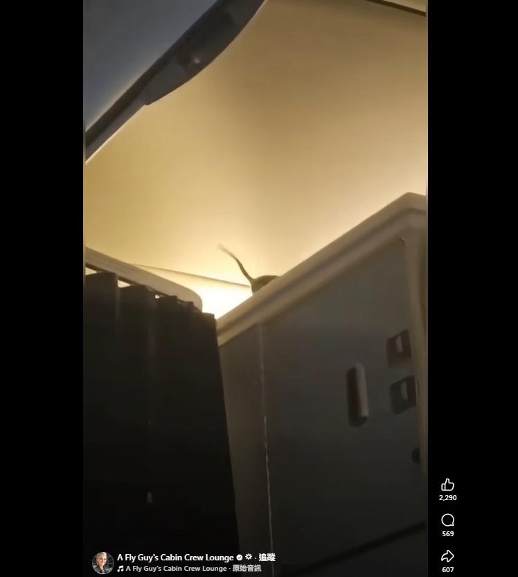 老鼠從布簾桿跳到儲物櫃上方。(互聯網)