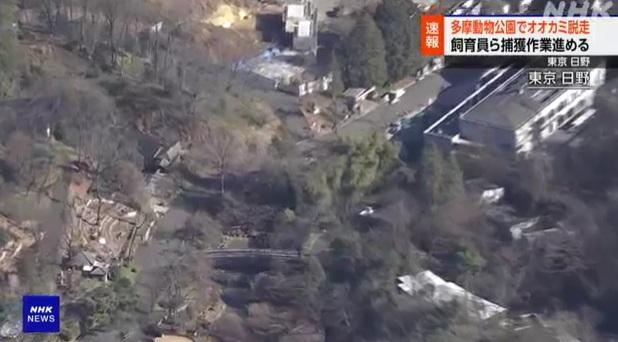 工作人員在動物園裡搜捕逃脫的狼。(互聯網)