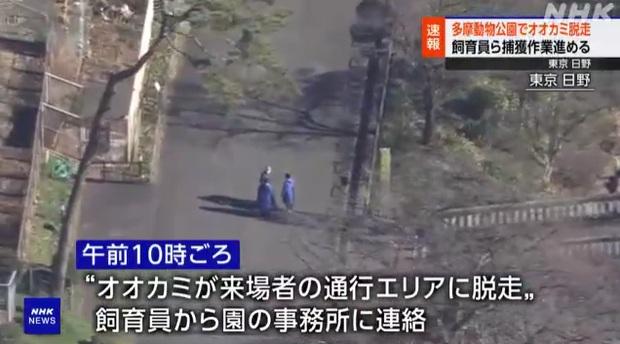 工作人員在動物園裡搜捕逃脫的狼。(互聯網)