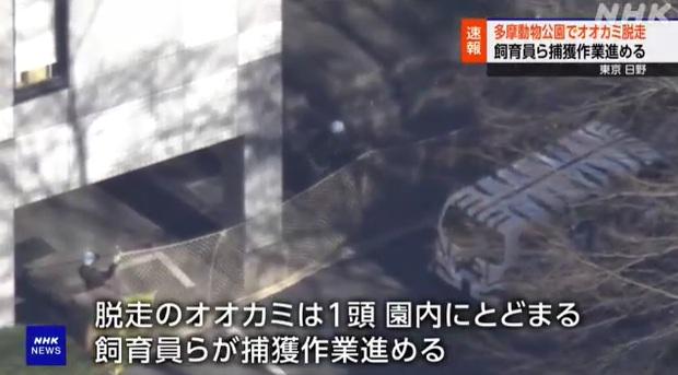 工作人員在動物園建築物外架起圍欄,以防狼進入。(互聯網)