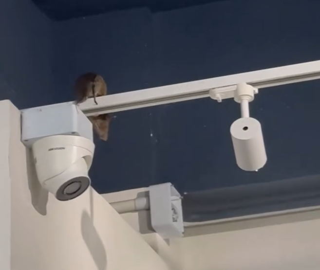 有網民發布帖文及影片指,尖沙咀厚福街的台式甜品店「八時神仙草」有一隻巨型老鼠驚現收銀櫃上方燈架。(Threads影片截圖)