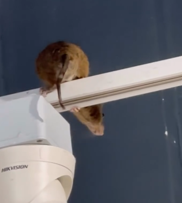 有網民發布帖文及影片指,尖沙咀厚福街的台式甜品店「八時神仙草」有一隻巨型老鼠驚現收銀櫃上方燈架。(Threads影片截圖)