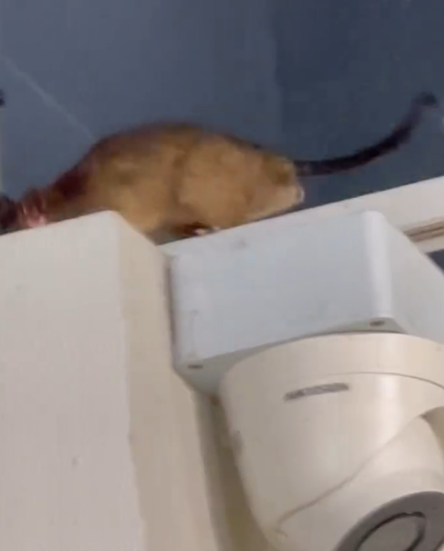 有網民發布帖文及影片指,尖沙咀厚福街的台式甜品店「八時神仙草」有一隻巨型老鼠驚現收銀櫃上方燈架。(Threads影片截圖)