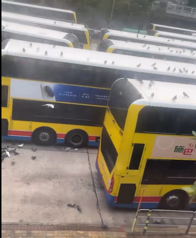 銅鑼灣摩頓台巴士總站被一群「野鴿大軍」攻陷,巴士車頂成為牠們休憩「開派對」場所。(threads@tlyice._.1003)