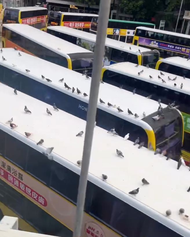 銅鑼灣摩頓台巴士總站被一群「野鴿大軍」攻陷,巴士車頂成為牠們休憩「開派對」場所。(threads@tlyice._.1003)
