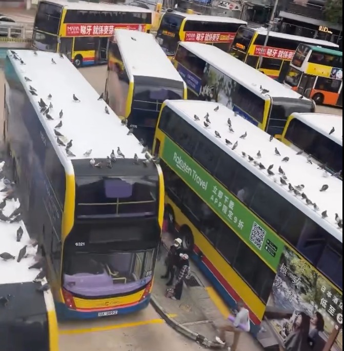 銅鑼灣摩頓台巴士總站被一群「野鴿大軍」攻陷,巴士車頂成為牠們休憩「開派對」場所。(threads@tlyice._.1003)