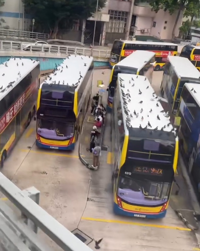 銅鑼灣摩頓台巴士總站被一群「野鴿大軍」攻陷,巴士車頂成為牠們休憩「開派對」場所。(threads@tlyice._.1003)