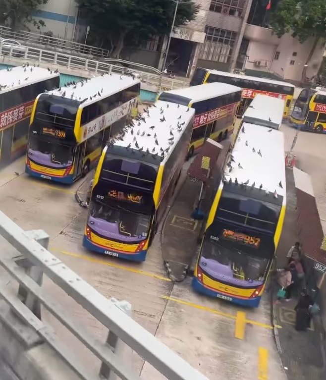 銅鑼灣摩頓台巴士總站被一群「野鴿大軍」攻陷,巴士車頂成為牠們休憩「開派對」場所。(threads@tlyice._.1003)