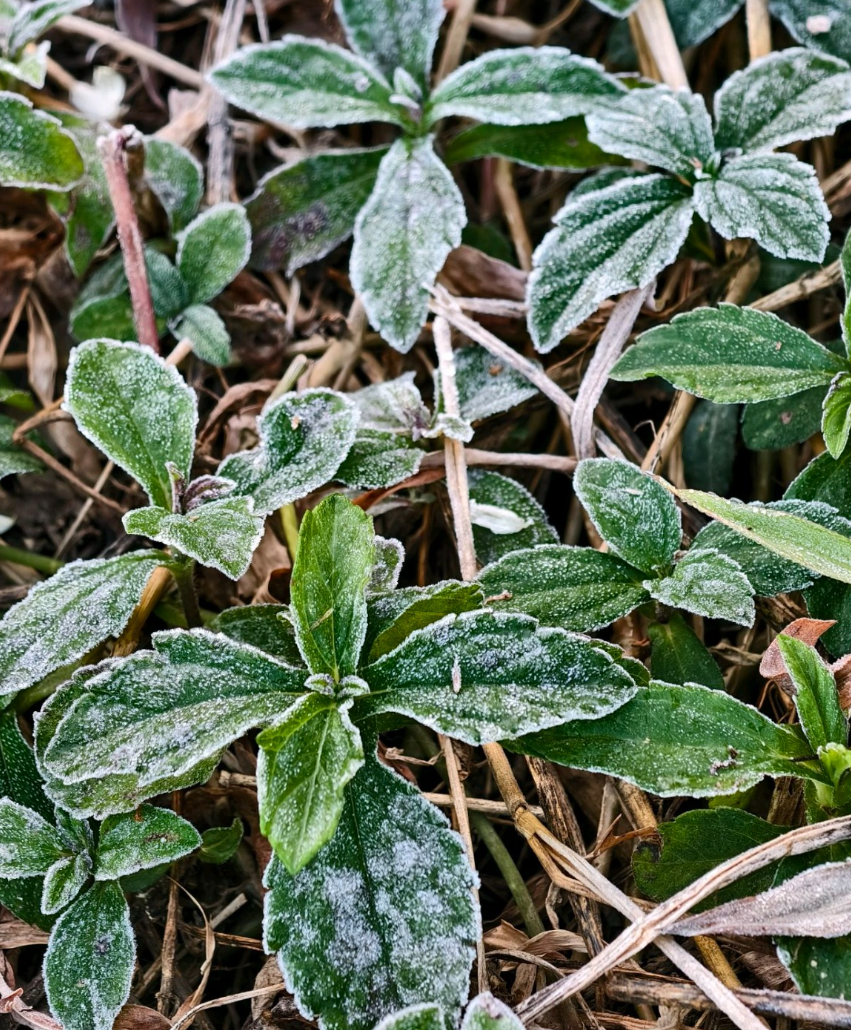 攝:卡豪 / 2026年1月8日 / 粉嶺上禾坑村@香港天文台fb