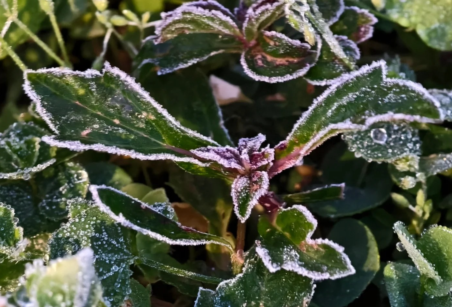 攝:Kwok Yee Shan / 2026年1月8日 / 粉嶺丹竹坑@香港天文台fb