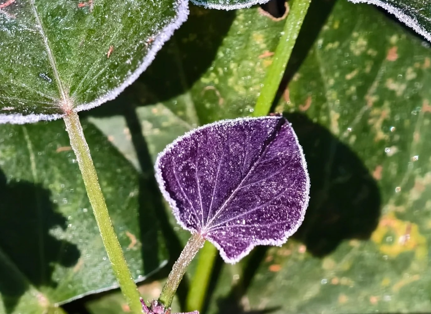 攝:Kwok Yee Shan / 2026年1月8日 / 粉嶺丹竹坑@香港天文台fb