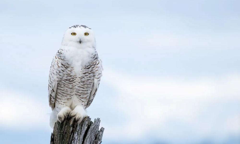 雪鴞別名為「北極貓頭鷹」、「白貓頭鷹」,原生於北極圈一帶。(網上圖片)